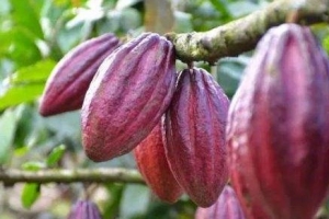 From Cocoa bean to Chocolate